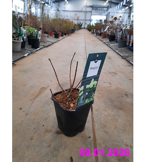 Hydrangea pan. 'Magical Summer'® C 1,4 L